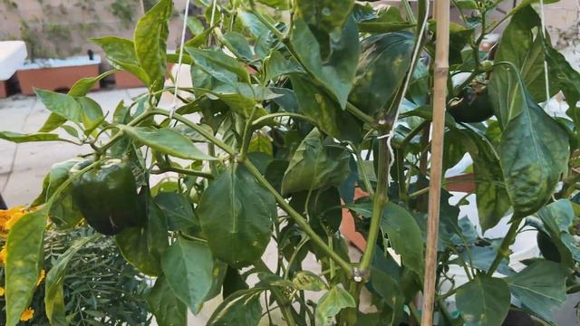 Fall Garden Tour 2022 смотреть онлайн