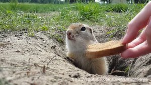 Кормим суслика (Feeding the Groundhog)