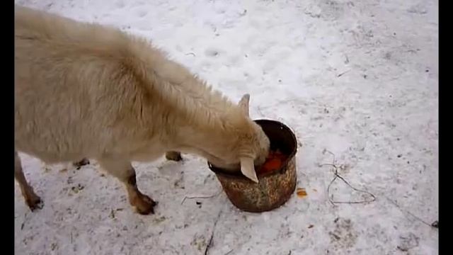 Зима!Кормление и содержание коз!