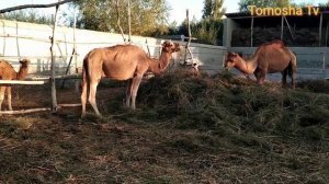 Уй шароитида Туя бокиш сирлари. Uy sharoitida Tuya boqish sirlari.