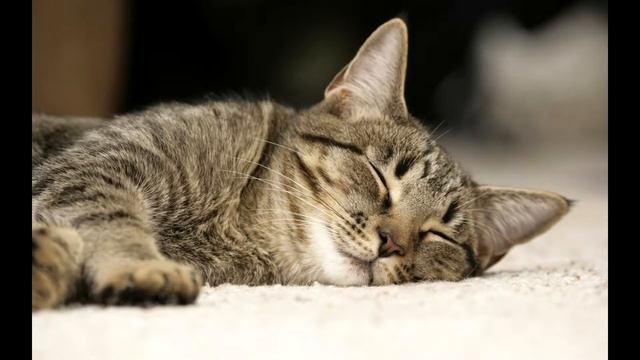 Мурчание кота (3D звук) смотреть онлайн