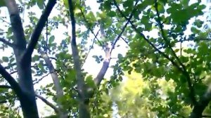 Большой урожай яблок секреты урожая-обильное плодоношение яблони.Как заставить яблоню плодоносить