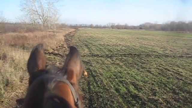 Лошадь дома. Мечта сбылась, что дальше? Структура проездки. смотреть онлайн