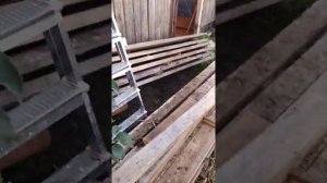 Яблоня сорта Сибирское золото. Иркутск