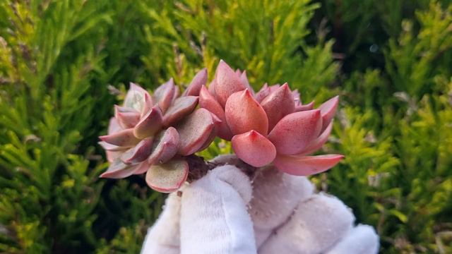 Echeveria Chapote смотреть онлайн