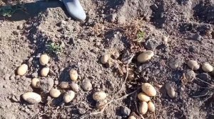 Картофель сорта "Королева Анна"