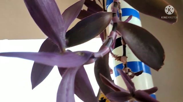 16 Permanent plants cuttings to grow in monsoon|beginners भी आसानी से लगा सकते हैं इन पौधौ की कटिंग