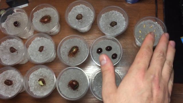 ОРБИЗЫ (ГИДРОГЕЛЬ) для выращивания саженцев!!! ВСЕ ПЛЮСЫ И МИНУСЫ ОРБИЗОВ ДЛЯ РАССАДЫ!!! смотреть онлайн