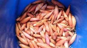 лук цибуля дельфін  дельфин. посадка лука хороший урожай! часть 1. Бирнформиг