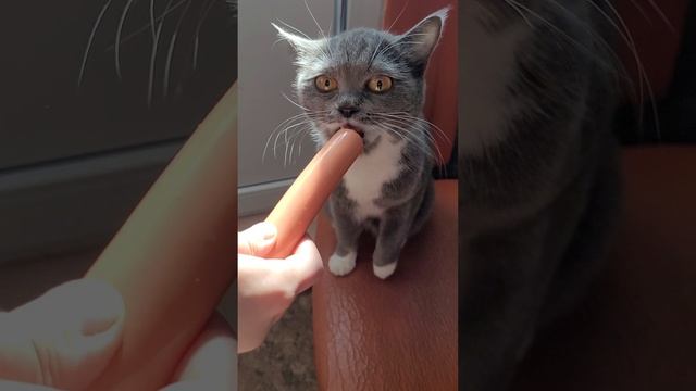 VID_705840810_200709_067.mp4