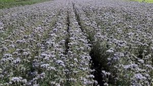 Фацелия! Рай для пчёл.