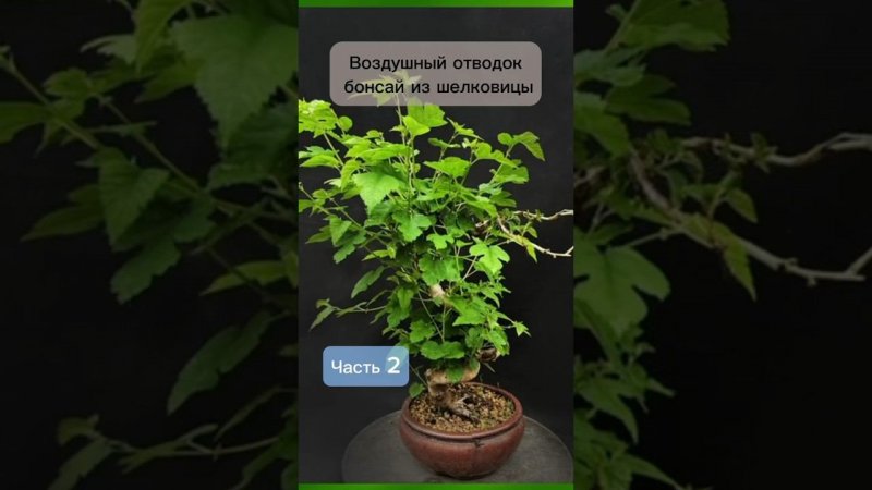 Воздушный отводок бонсай из шелковицы. Часть 2. #бонсай #bonsai #ниваки #андрейдарусенков #сад