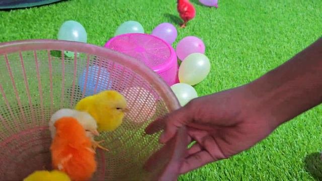Cute 🥰 Chickens,colorful Chickens,rainbow Chickens,animals Cute House 100 Angry