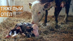 18+ Тяжёлый отёл при неправильном предлежании телёнка. Обучающее видео. Приём телёнка.