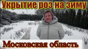 Укрытие роз на зиму в Московской области.