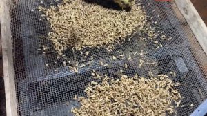 Просеиваем личинку чёрной львинки с помощью света