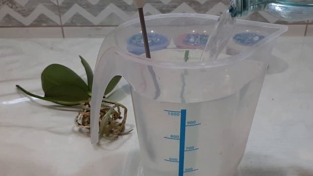 Новая мини орхидея.  Достаём из посадки, обрабатываем, пересаживаем.