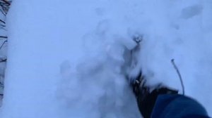 Кардывач зимний