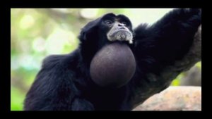 Гиббон из Митчеллы против машин #1