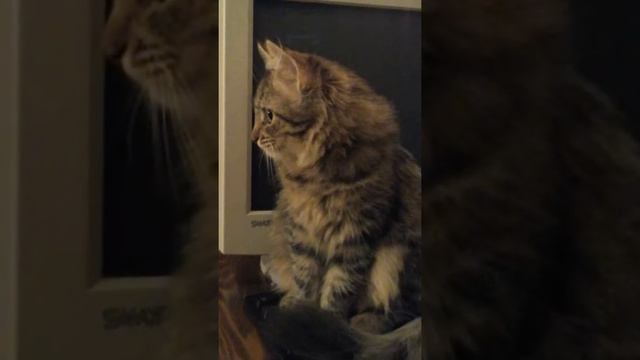 ВАСИЛИСА ПРЕКРАСНАЯ И СВЕТИЛЬНИК смотреть онлайн