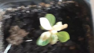 адениум вариегатный проблема с листьями