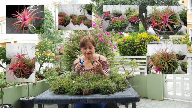 Tillandsia Ionantha with Meetu смотреть онлайн