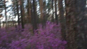 И опять лес Сибири ....