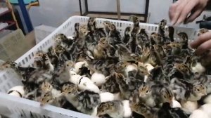 Вывод индюшат. Режимы инкубации индейки