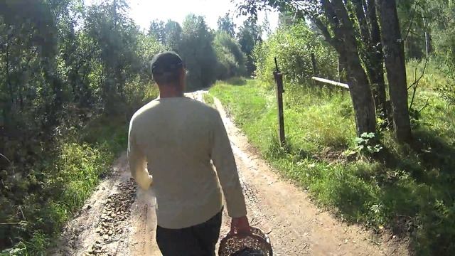 Эпизод 2. Рядом течет река Ящера. В поисках грибов недалеко от Мшинской (юг Ленинградской области)