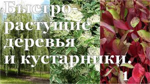 Как "вырастить ТЕНЬ" на даче? Быстрорастущие деревья и кустарники