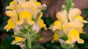 ВАЛЬС ЦВЕТОВ