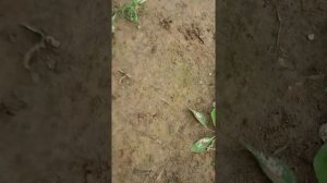 Minelab e-trac после 1 сезона впечатления.