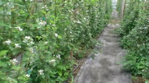 Ежевика Карака Блэк, спустя двадцать дней с начала цветения.