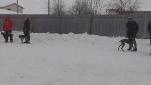 13 Воскресенская выставка охот. собак. 24.02.2022  Ринг Курцхааров.