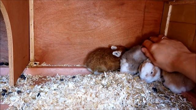 Нужен ли маточник крольчихам летом. Кролиководство.