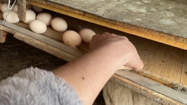Как привыкают куры после переселения Петух Маран-Штраф Первая редиска