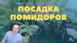 Как посадить помидоры, несколько сортов