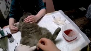 Хозяйка думала кот не может сходить по большому. Оказалось все ещё хуже