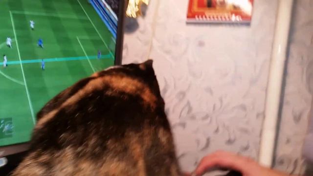 Кошка играет в футбол смотреть онлайн
