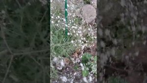 Гипсофила метельчатая махровая.