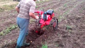 Копка картошки мотоблоком Салют 100