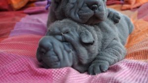 sharpei pups Vartdiv-Pootee 3 weeks old