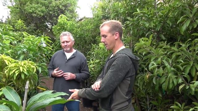 Mango tree varieties at Shamus O'Leary's Tropical Fruit Trees