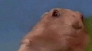 суслик оборачивается мем