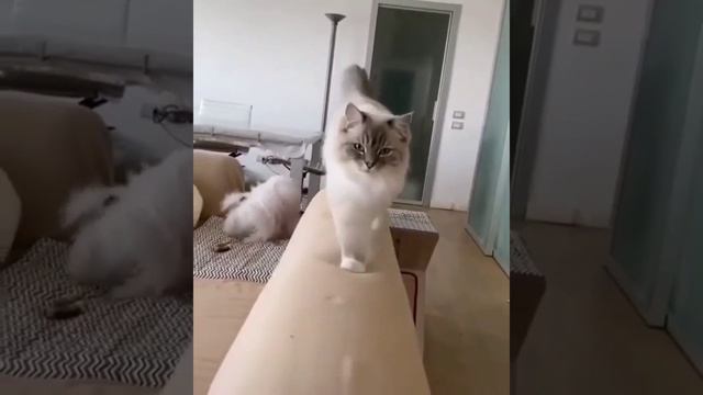 Достаточно одного лишь взгляда