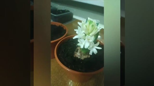 Судьба #гиацинтов из Магнита смотреть онлайн