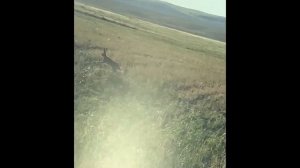 ОХОТА НА СУРКА! Удаление пахучих желез сурка байбака.