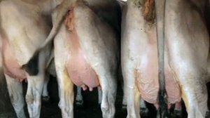 Ponte Vecchio - Brown Swiss Farm in Italy