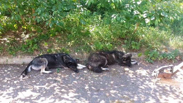 Особенности собачьей сиесты – с прослушиванием голосов птиц смотреть онлайн