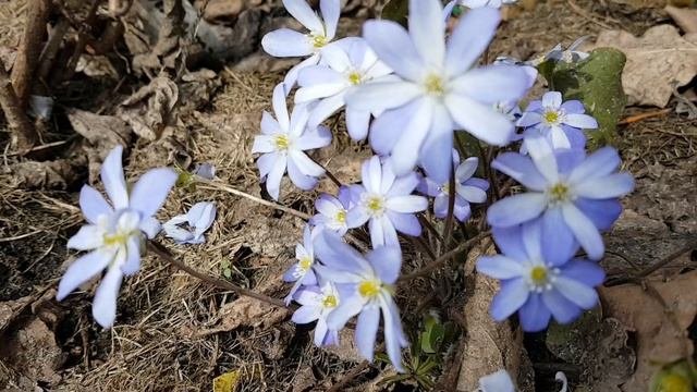 Печеночницы в моем саду